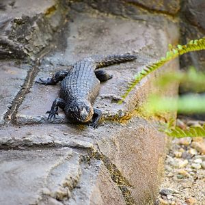 Cunningham's Skink (Egernia cunninghami)