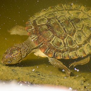 Saw-shelled Turtle (Myuchelys latisternum)