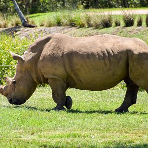 Southern White Rhinoceros  (Ceratotherium simum simum)