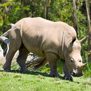 Southern White Rhinoceros  (Ceratotherium simum simum)