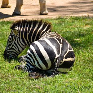 Plains Zebra (Equus quagga)