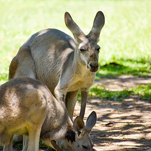 Red Kangaroos (Osphranter rufus)