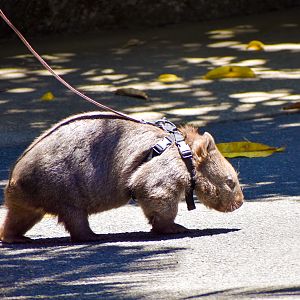 Wombat on a Walk