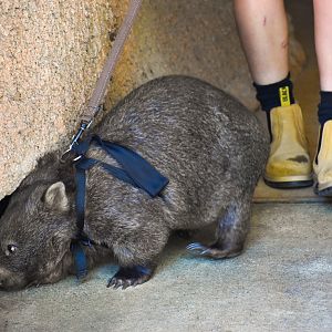 Wombat on a Walk
