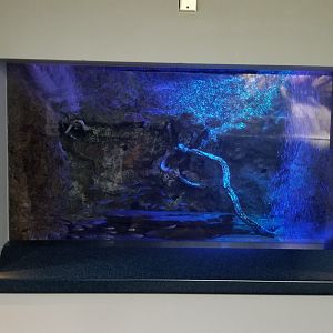 PPG Aquarium - hellbender