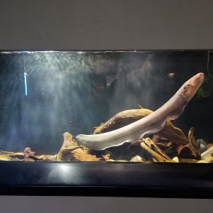 PPG Aquarium - electric eel