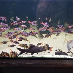 PPG Aquarium - loach tank