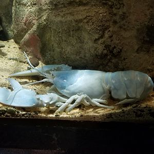 PPG Aquarium - american lobster