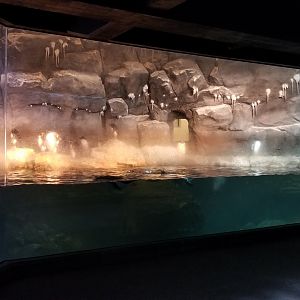 PPG Aquarium - penguins