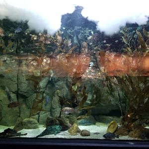 PPG Aquarium - unsigned tank across from penguins