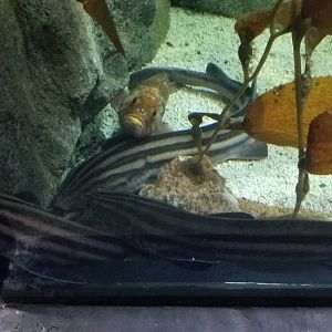 PPG Aquarium - sharks