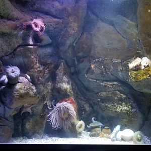 PPG Aquarium - wolf eel tank