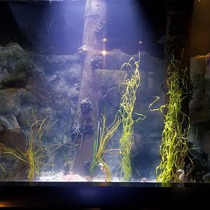 PPG Aquarium - pot-bellied seahorses