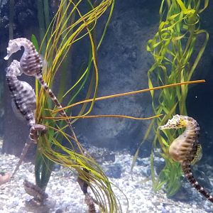 PPG Aquarium - pot-bellied seahorses