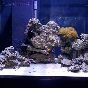 PPG Aquarium - salt tank