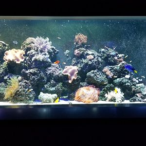 PPG Aquarium - salt tank