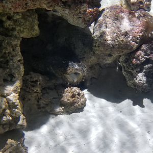PPG Aquarium - oyster toadfish