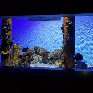 PPG Aquarium - salt tank