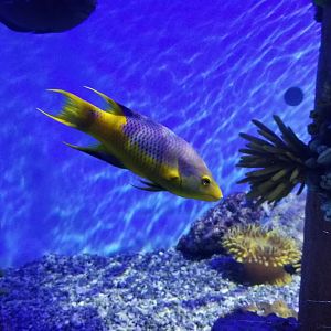 PPG Aquarium - Spanish hogfish