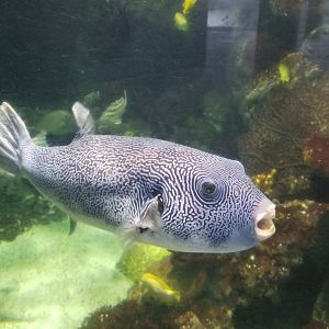 PPG Aquarium - Puffer