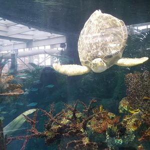 PPG Aquarium - sea turtle