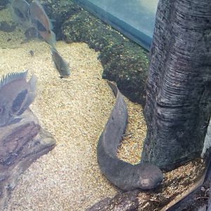 PPG Aquarium - lungfish