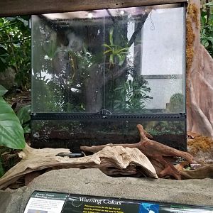 PPG Aquarium - golden poison dart frogs