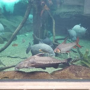 PPG Aquarium - amazon tank