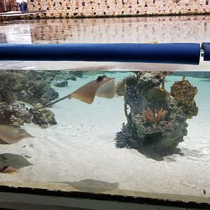PPG Aquarium - shallow tank