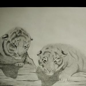 Siberian tiger cubs