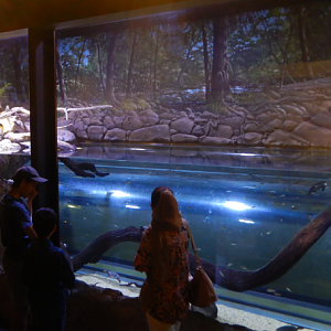 Freshwater Turtle Exhibit