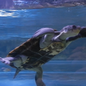 Stirling's Snapping Turtle