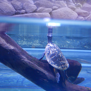 Jardine River Turtle