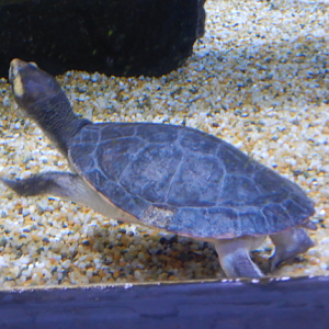 Jardine River Turtle