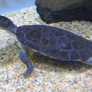 Stirling's Snapping Turtle