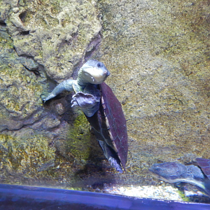 Stirling's Snapping Turtle