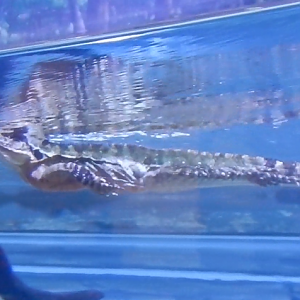 Eastern Water Dragon