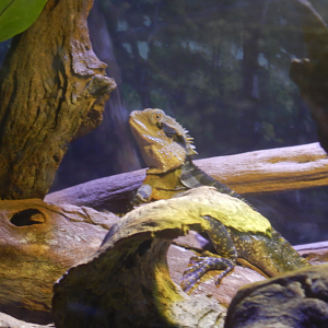 Eastern Water Dragon