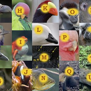 Christmas 2020 photo puzzle