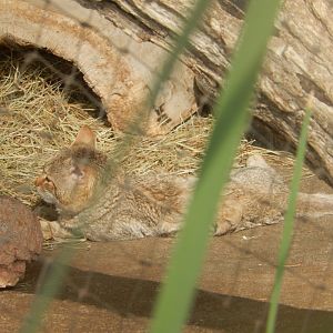 9/14/2020 - African Wild Cat