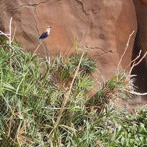 9/14/2020 - Blue-Bellied Roller & Blacksmith Plover Aviary