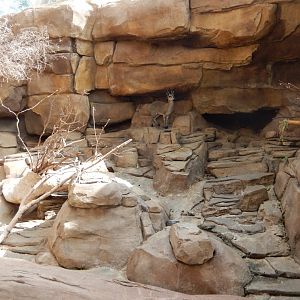 9/14/2020 - Klipspringer Exhibit