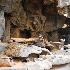 9/14/2020 - Dwarf Mongoose Habitat