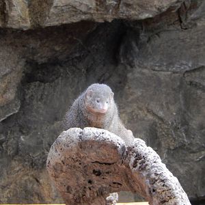 9/14/2020 - Dwarf Mongoose