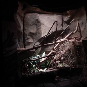 9/14/2020 - Black Mamba Terrarium
