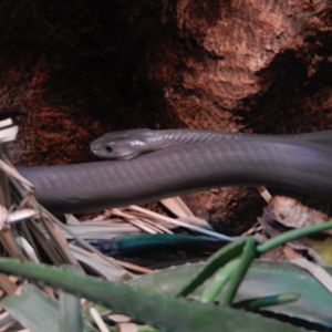 9/14/2020 - Black Mamba