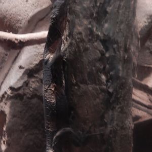 9/14/2020 - Scaling the "Cave Tree"