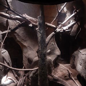 9/14/2020 - Lace Monitor Terrarium