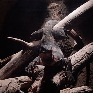 9/14/2020 - Lace Monitor