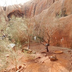 9/14/2020 - Cape Thick-Knee Aviary